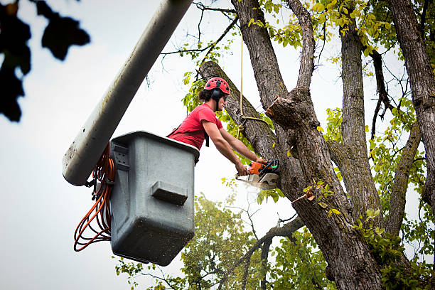 Best Tree Pruning Services  in Womelsdorf, PA